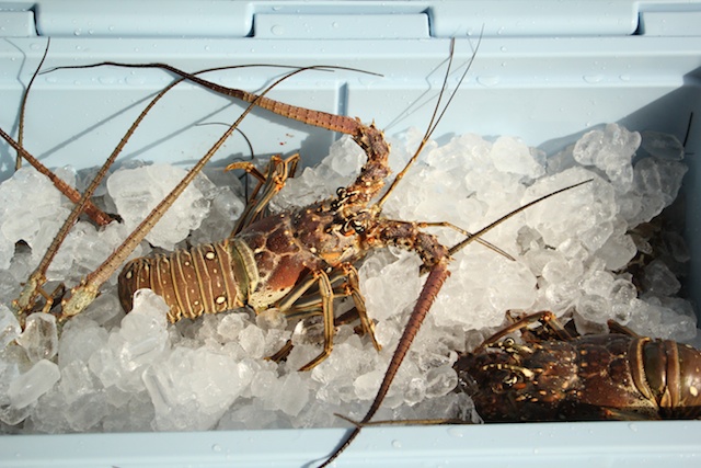Florida-Lobster-Linguini-15.jpg