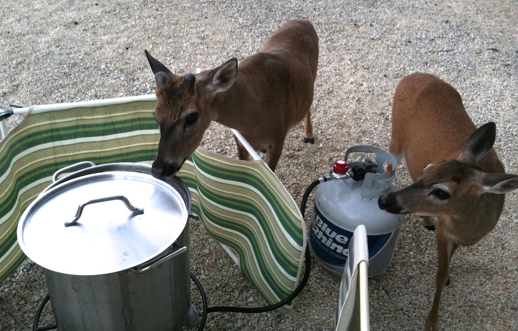 key deer sniffing the broth
