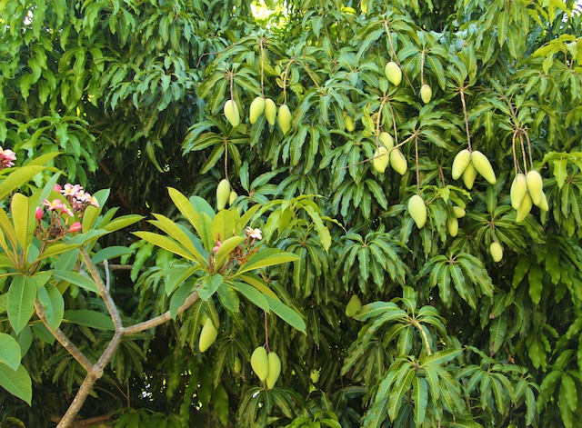 mangos