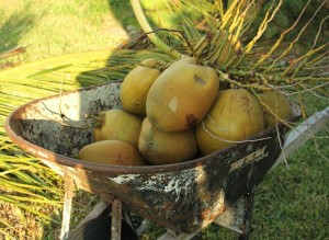 coconuts (1)