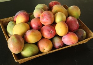dehydrated mangos (5)
