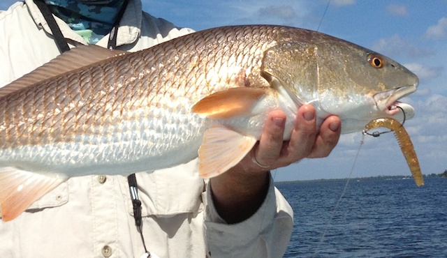 Klassisk Blackened Redfish - Suwannee RoseKlassisk Blackened Redfish - Suwannee Rose  