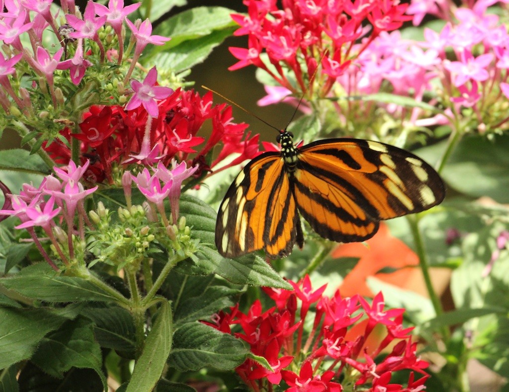 Key West Butterfly and Nature Conservatory - Suwannee Rose