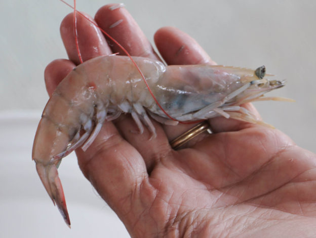 Grilled Shrimp With Cajun Butter - Suwannee Rose