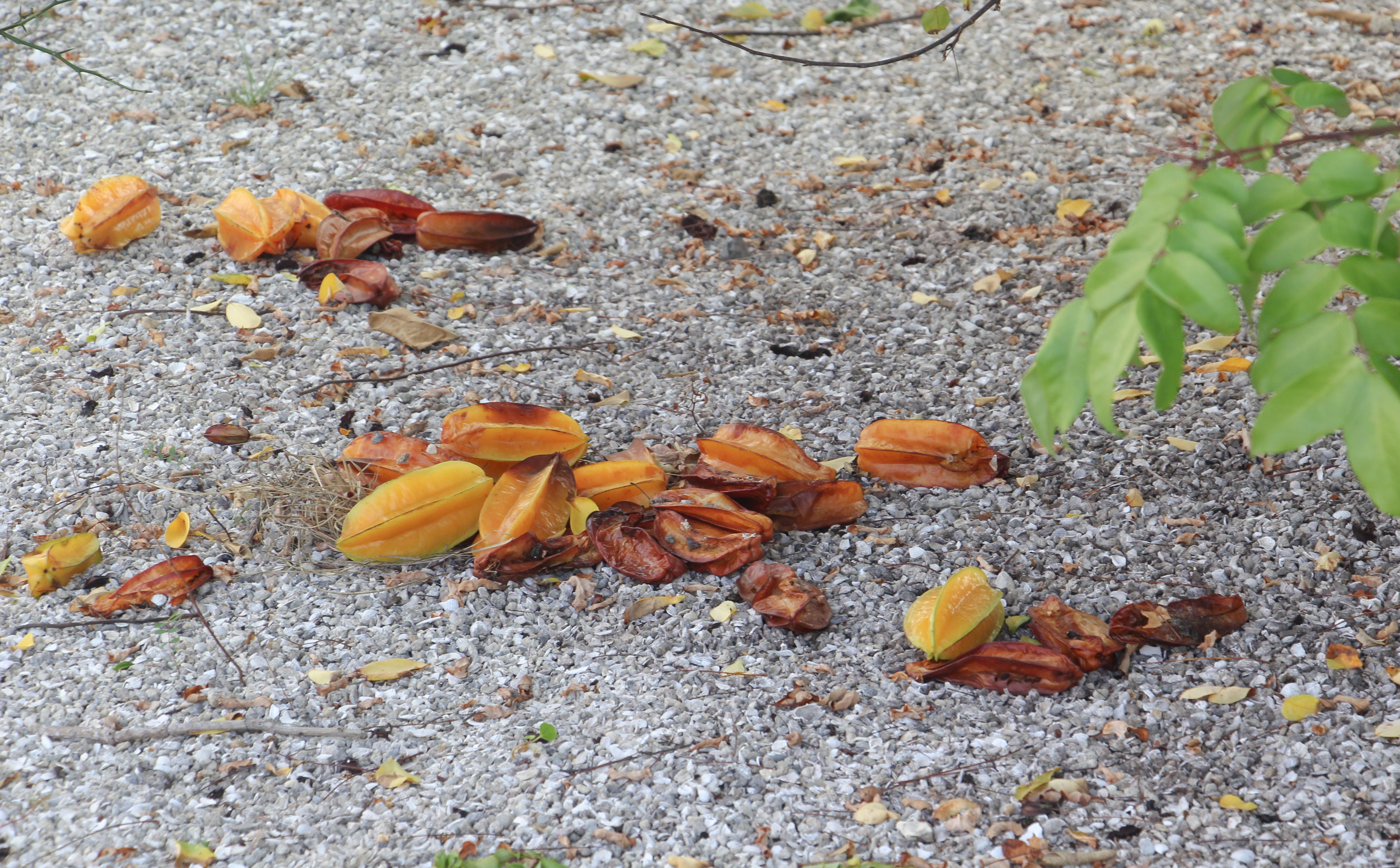 starfruit chips