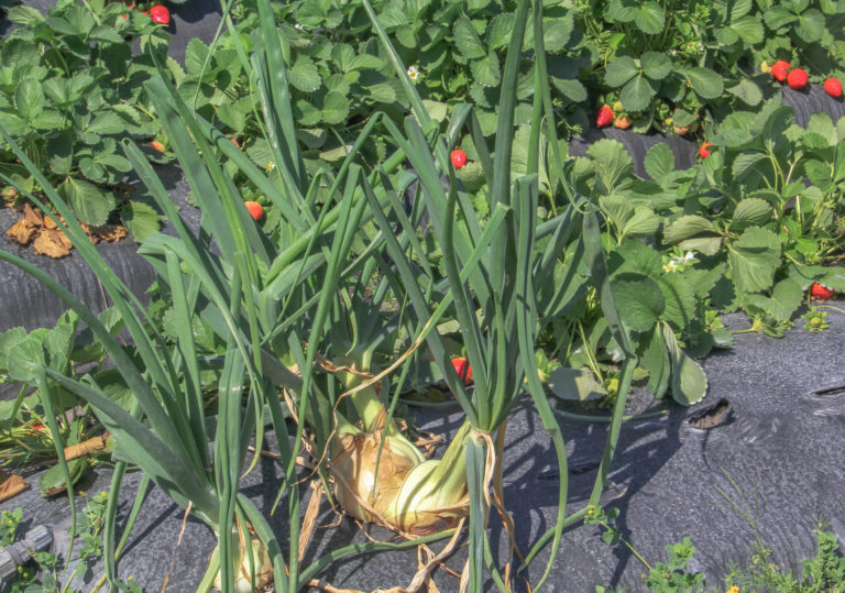 Caramelized Strawberry Onions with Bacon & Bourbon - Suwannee Rose