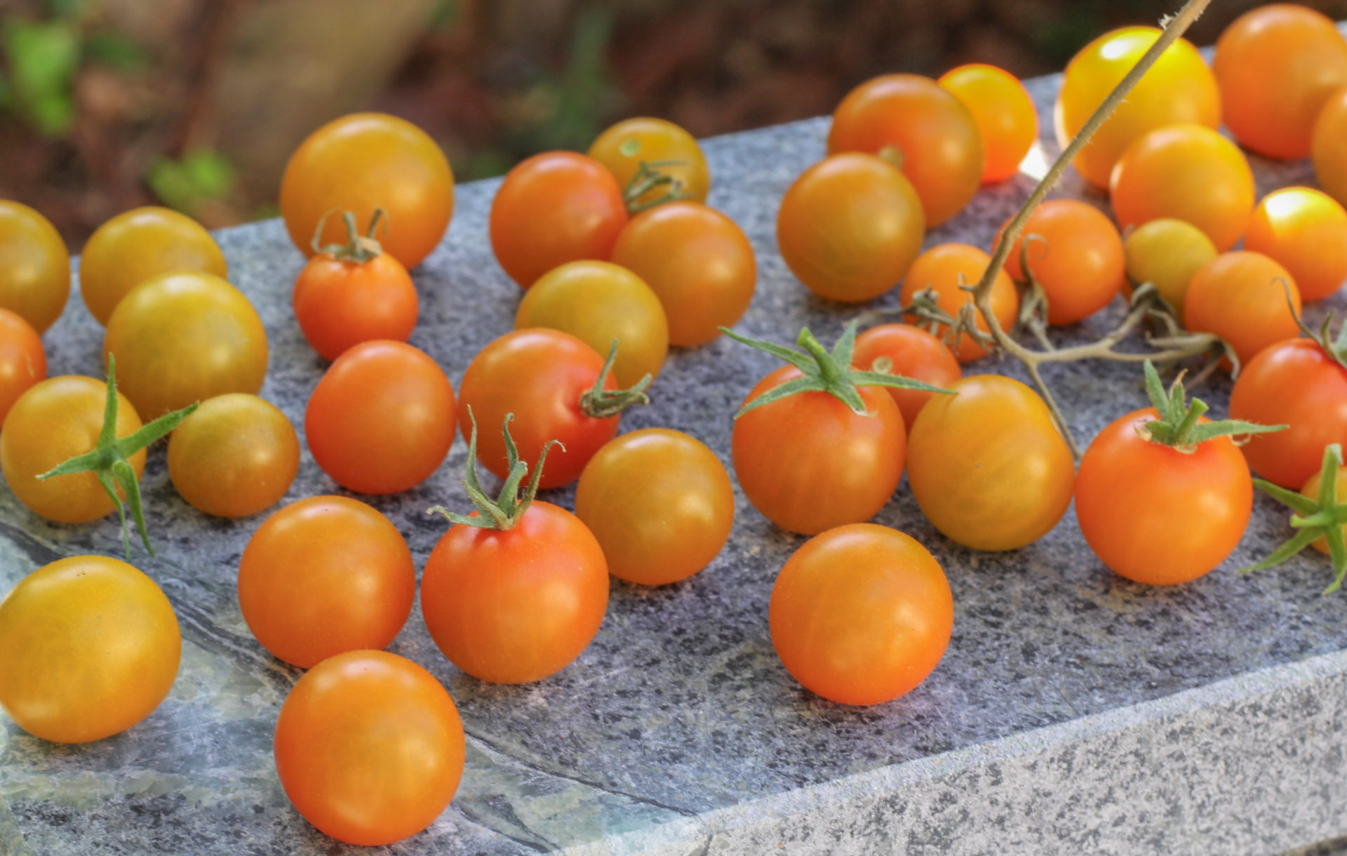 Coley’s Sun Gold Tomato Pasta - Suwannee Rose