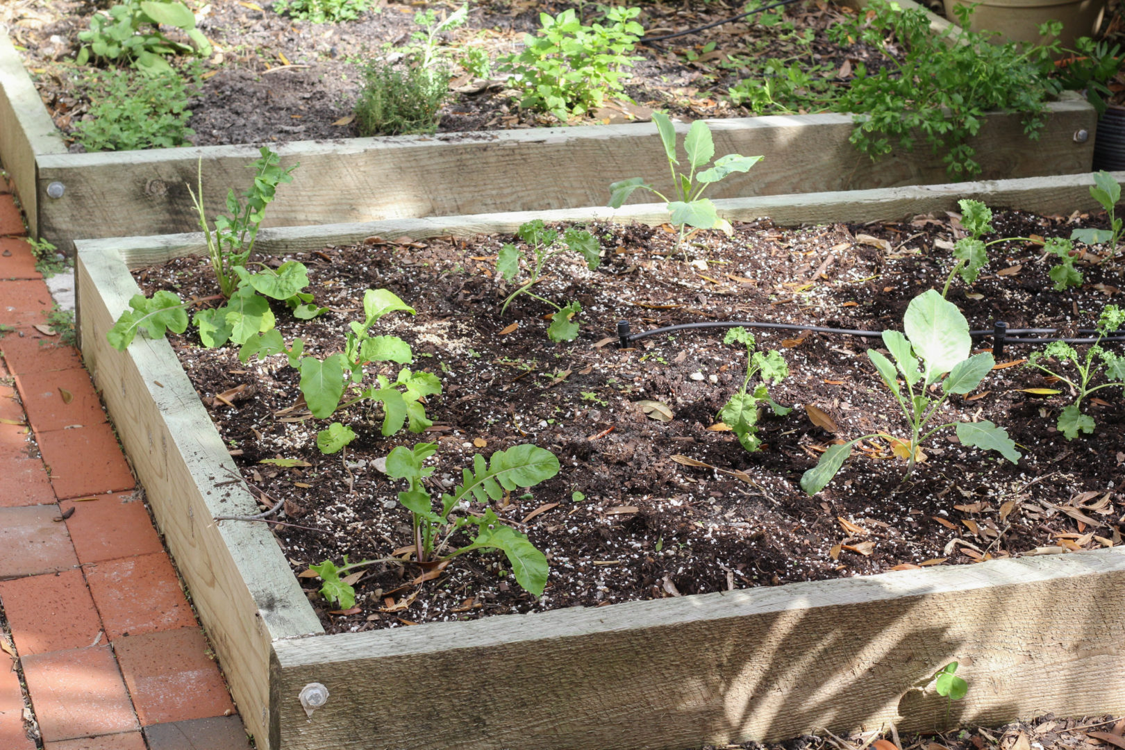 The Backyard Vegetable Garden - Suwannee Rose