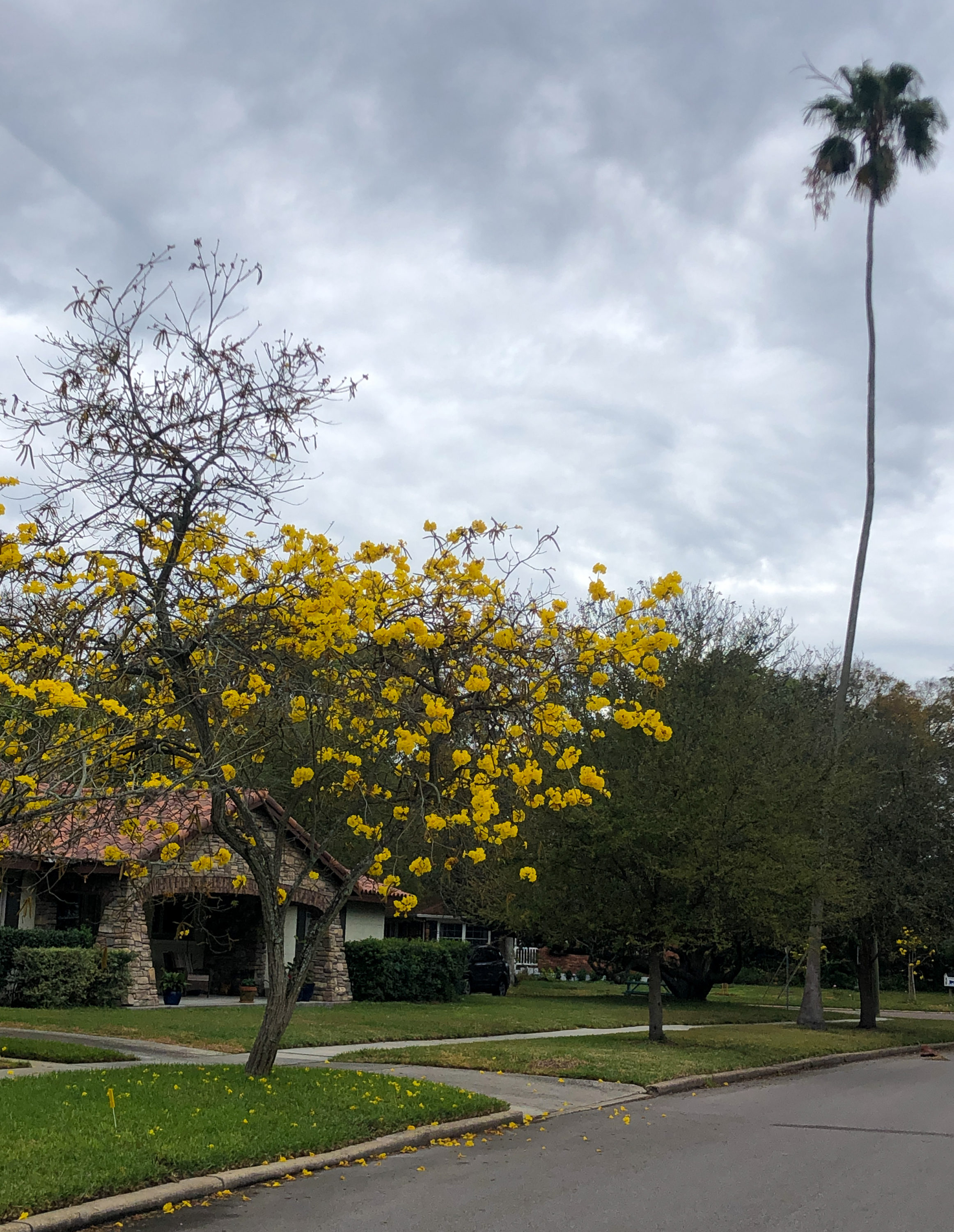 February in Bloom | Suwannee Rose